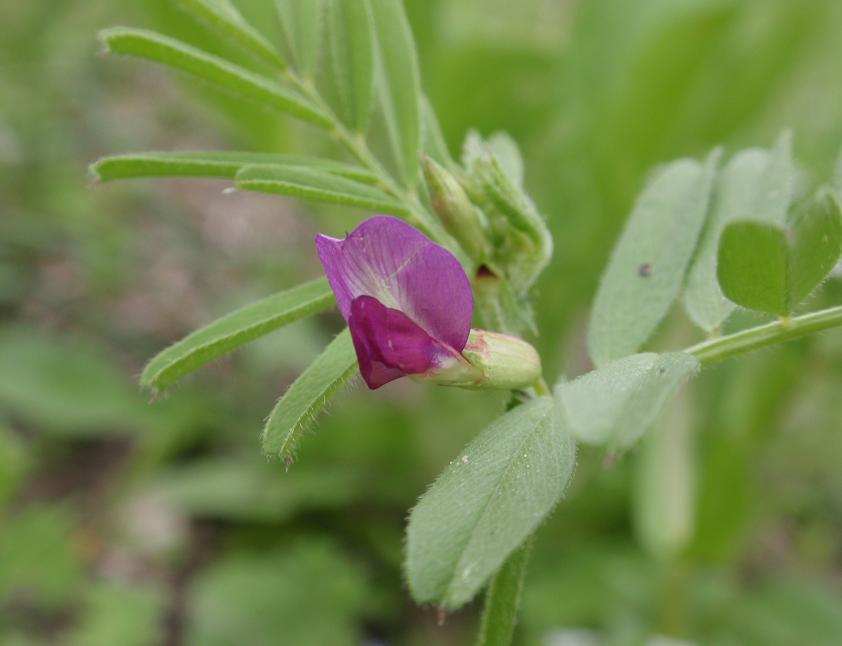 Fiori tra le colline astigiane: Vicia sativa s.l.