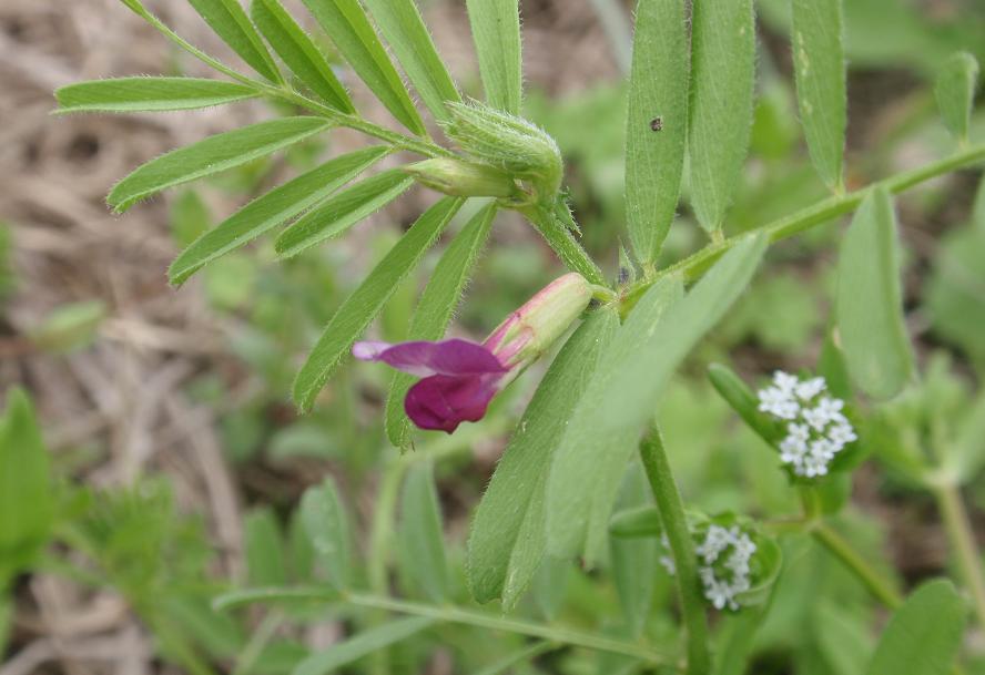 Fiori tra le colline astigiane: Vicia sativa s.l.