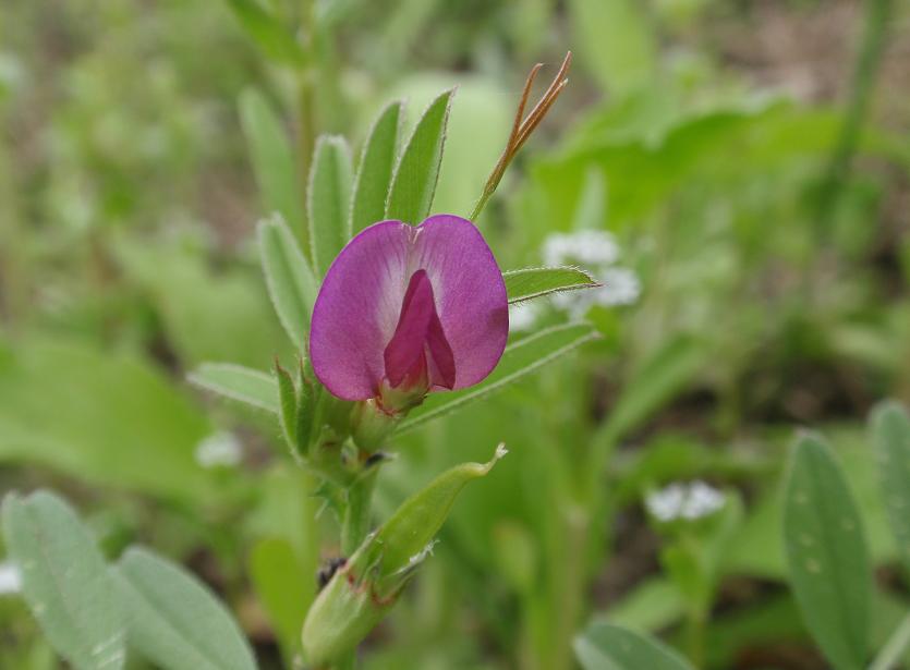 Fiori tra le colline astigiane: Vicia sativa s.l.