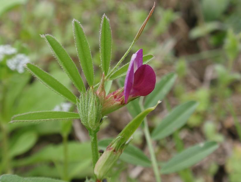 Fiori tra le colline astigiane: Vicia sativa s.l.