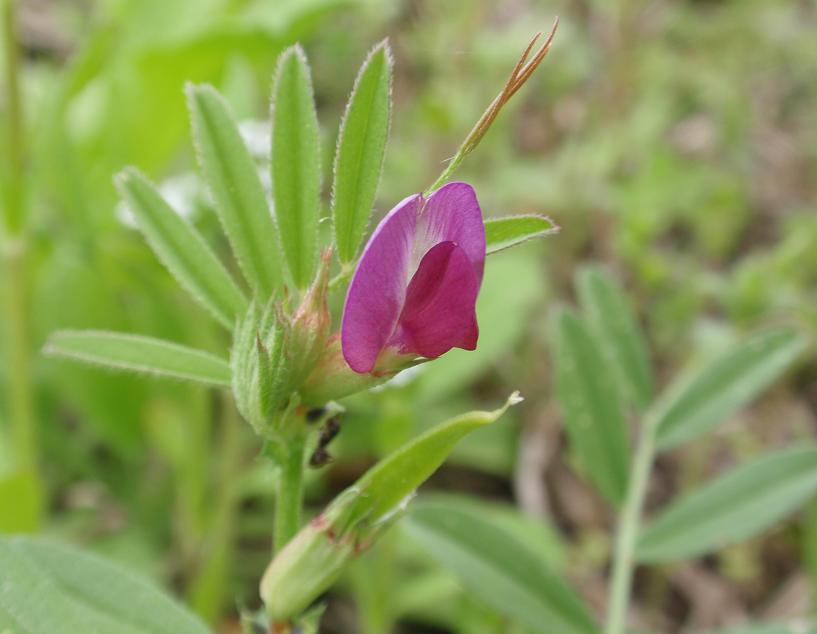 Fiori tra le colline astigiane: Vicia sativa s.l.