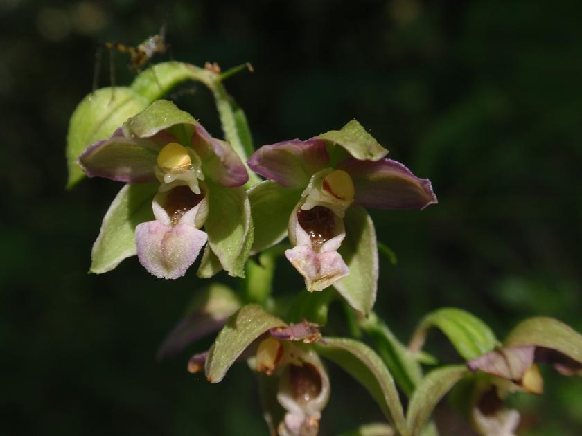 Tutte Epipactis helleborine subsp. helleborine ?!