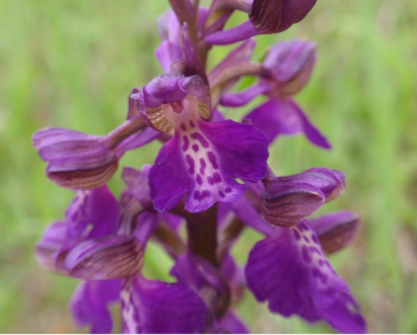 ORCHIDEE DELL''ASTIGIANO:TRA LANGHE E MONFERRATO 2009