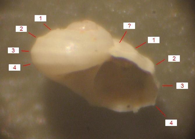 Tornus sp.    - Pliocene  -  Astigiano