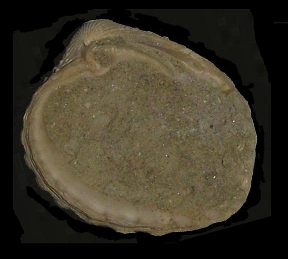 Glans rudista (Lamarck, 1819)  Pliocene  Toscana