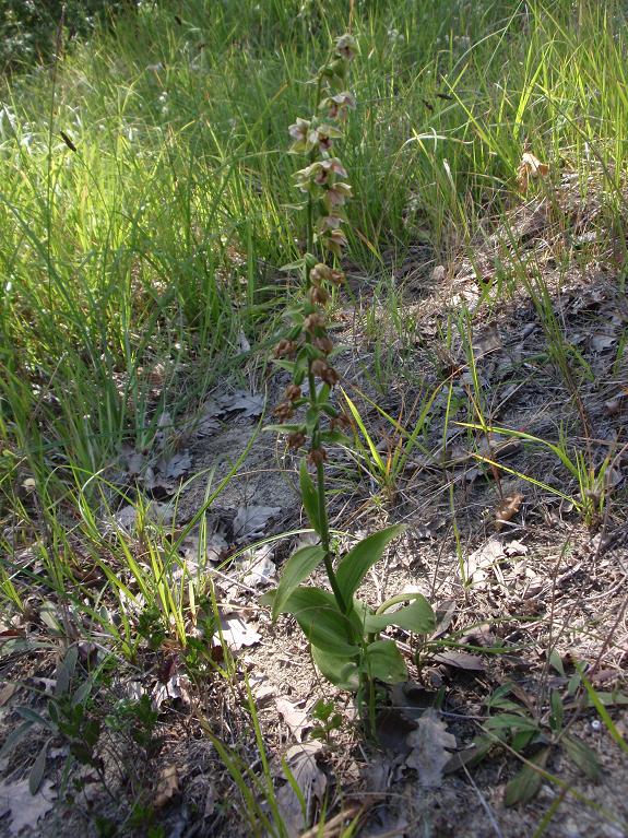 Tutte Epipactis helleborine subsp. helleborine ?!