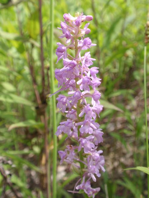 Variabilit di Gymnadenia conopsea