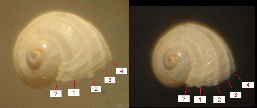 Tornus sp.    - Pliocene  -  Astigiano