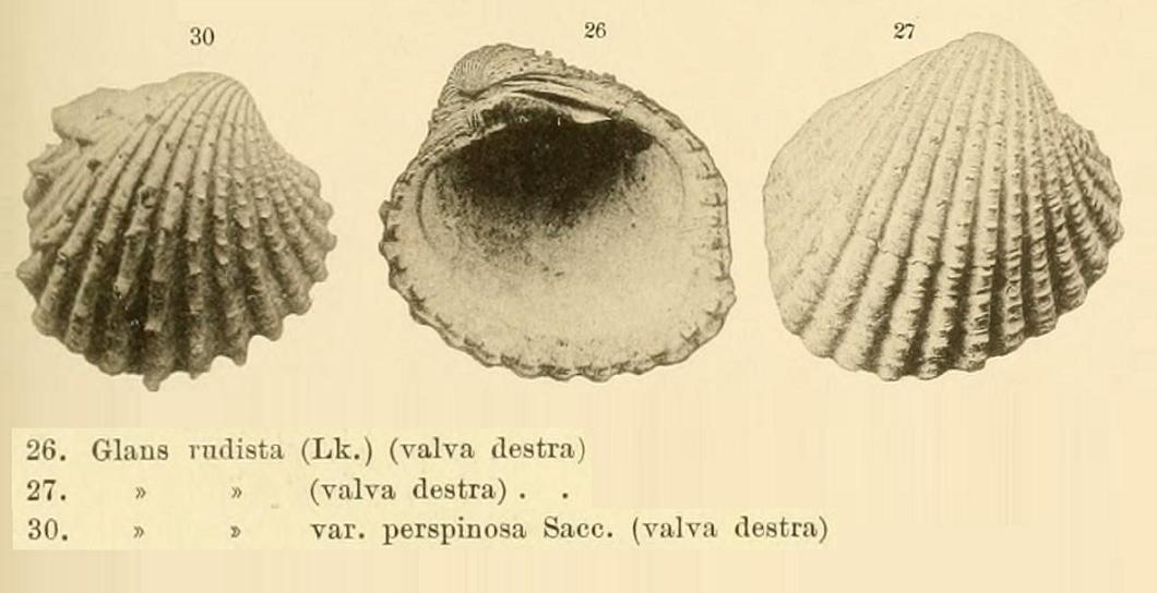 Glans rudista (Lamarck, 1819)  Pliocene  Toscana