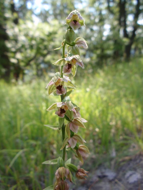 Tutte Epipactis helleborine subsp. helleborine ?!