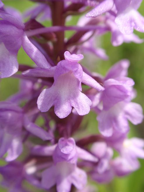 Variabilit di Gymnadenia conopsea