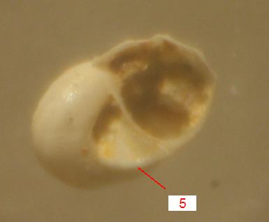 Tornus sp.    - Pliocene  -  Astigiano