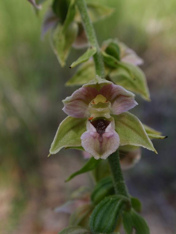 Tutte Epipactis helleborine subsp. helleborine ?!