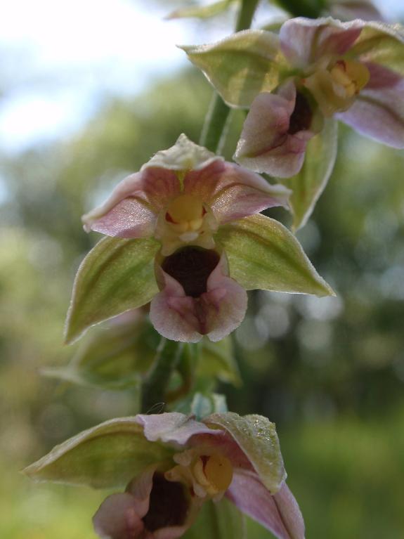 Tutte Epipactis helleborine subsp. helleborine ?!