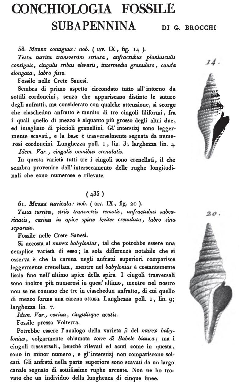 Gemmula contigua (Brocchi, 1814) Pliocene - Castelfiorentino