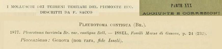 Gemmula contigua (Brocchi, 1814) Pliocene - Castelfiorentino