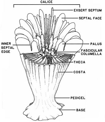 dente o artiglio?