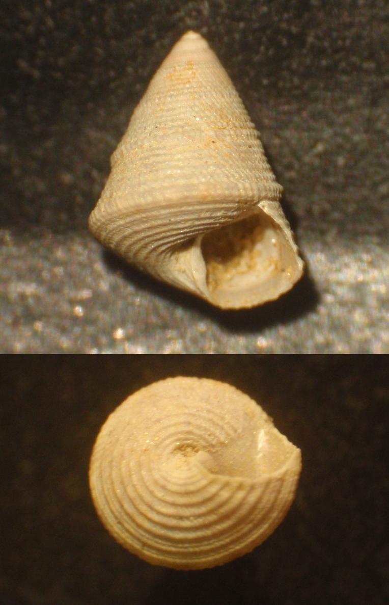 Trochidae