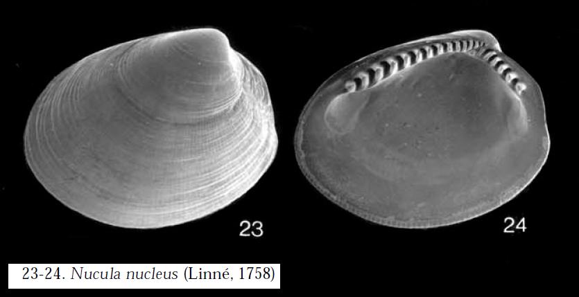 Nucula 2 ...