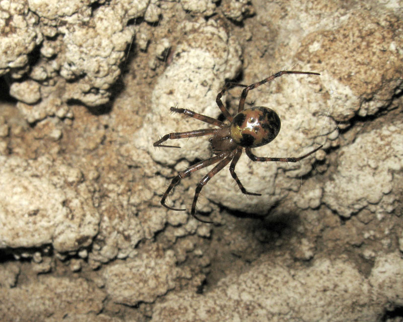 Amaurobiidae e Meta sp.