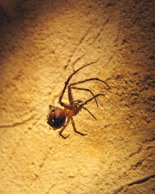 Amaurobiidae e Meta sp.