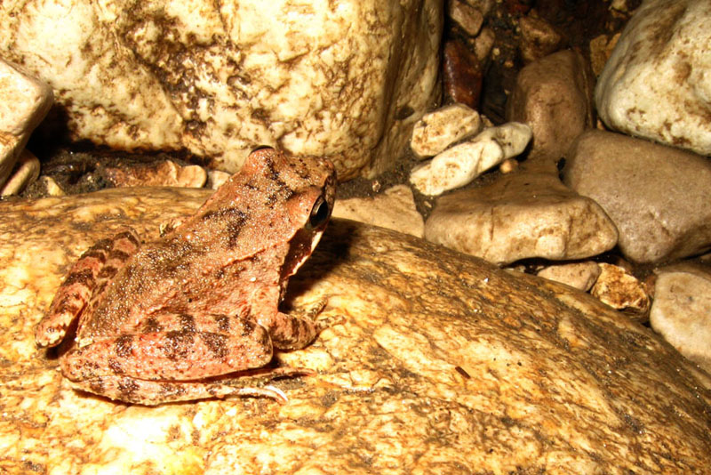 Dalmatina in grotta? No, Rana italica