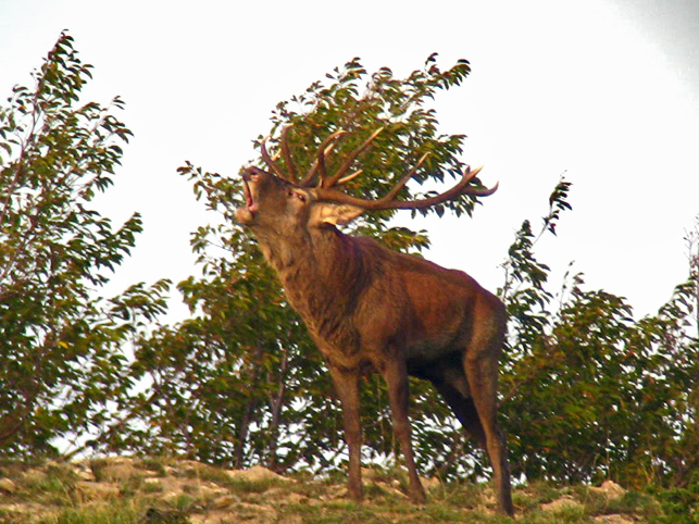 Strategie riproduttive del cervo (Cervus elaphus)