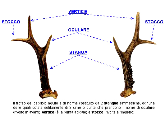 CERVIDI