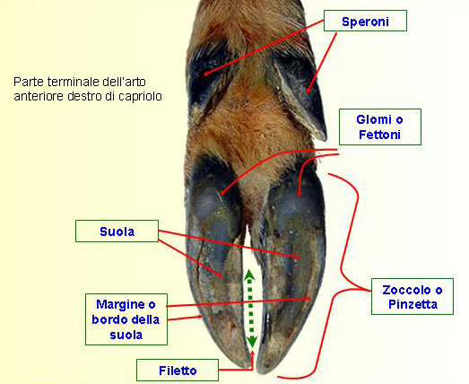 Calchi da identificare