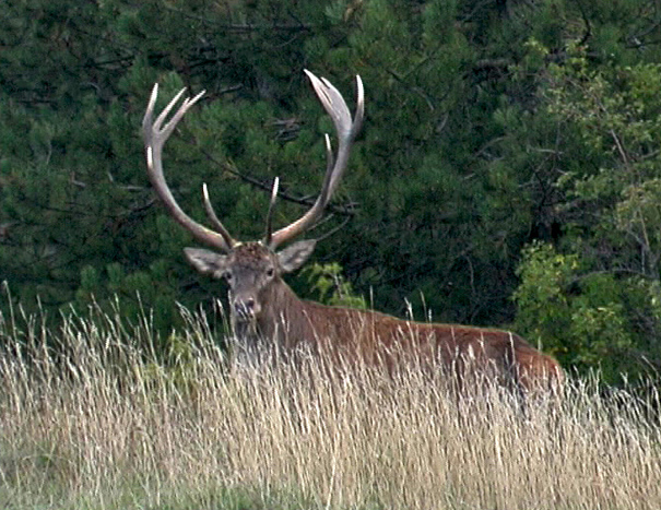 Strategie riproduttive del cervo (Cervus elaphus)