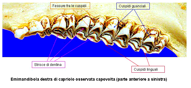 Cervo morto. Un caso di bracconaggio? (Come limitarlo?)