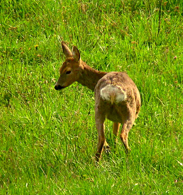 Il Capriolo