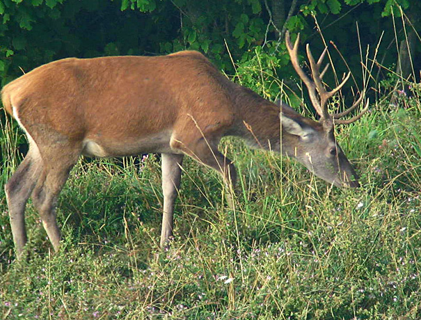 Strategie riproduttive del cervo (Cervus elaphus)