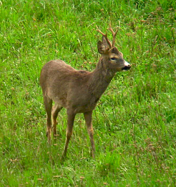 Il Capriolo