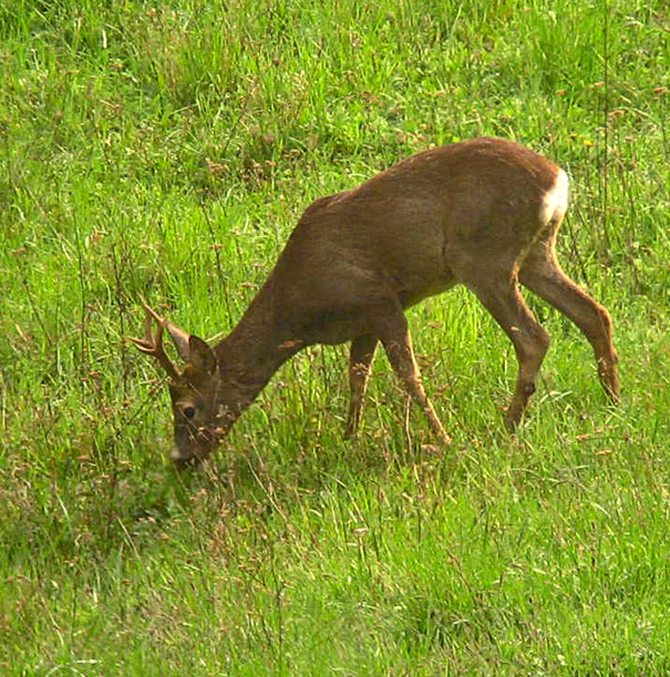 Il Capriolo