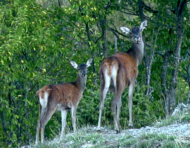 Strategie riproduttive del cervo (Cervus elaphus)