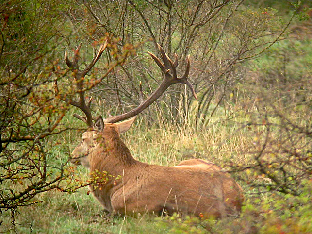 Strategie riproduttive del cervo (Cervus elaphus)