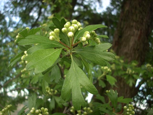 Crataegus monogyna/Biancospino comune