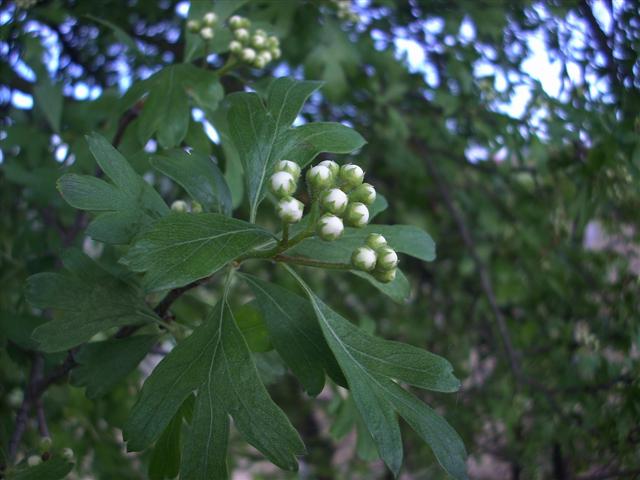 Crataegus monogyna/Biancospino comune