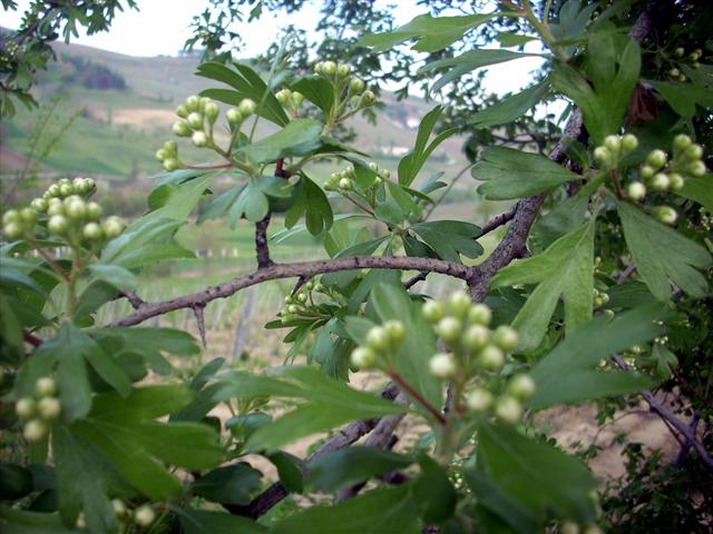 Crataegus monogyna/Biancospino comune