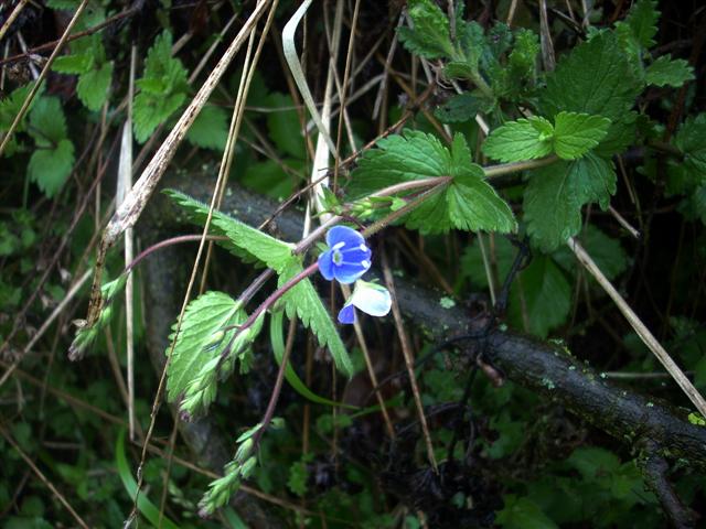 fiorellino blu - Veronica chamaedrys