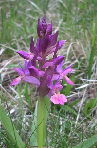 Dactylorhiza sambucina