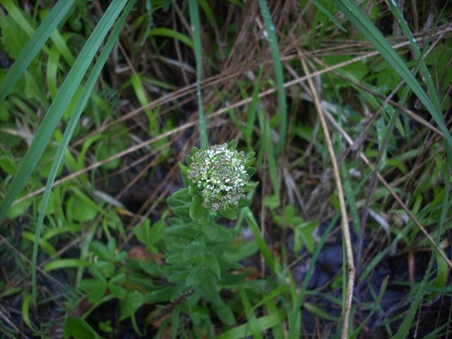 In collina - cfr. Lepidium campestre (= Thlaspi campestre)