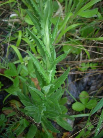 In collina - cfr. Lepidium campestre (= Thlaspi campestre)