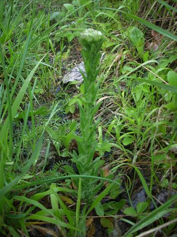 In collina - cfr. Lepidium campestre (= Thlaspi campestre)