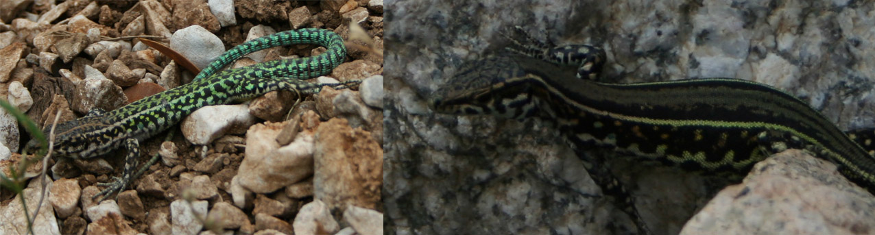 stessa specie di lucertola?