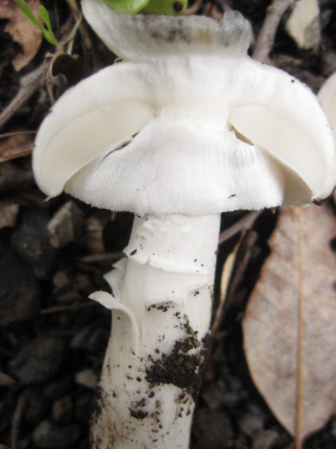 amanita bianca