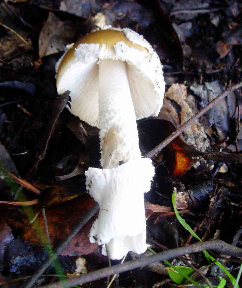 amanitopsis