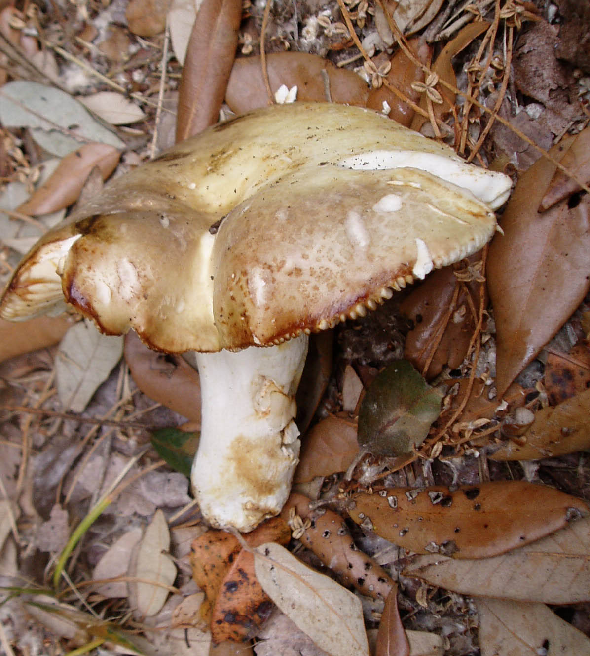 ancora pioggia e funghi