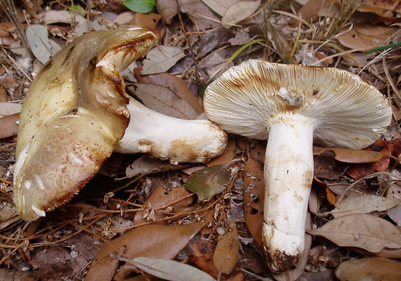 ancora pioggia e funghi